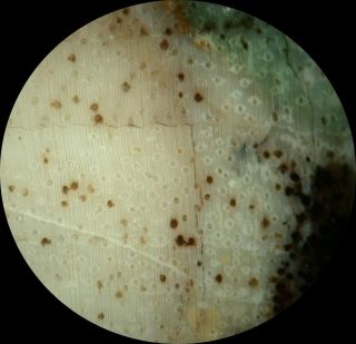 SiS: Opalized RAMIN - Ultra - Rare BURMESE Petrified Wood Slab from MYANMAR 2
