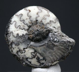 RARE Marble Ammonite Fossil CRASPEDITES Cretaceous Cephalopod Specimen RUSSIA 2