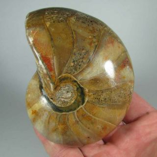 3.  9 " Whole Nautilus Polished Fossil Shell - Madagascar - 1.  2 Lbs.