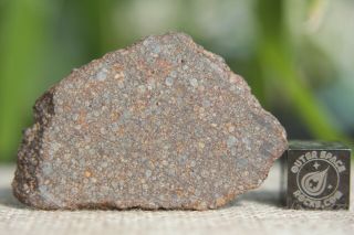 Nwa 10499 Ll3 Primitive (billions Of Years) Chondrite Meteorite 7.  2g Full Slice