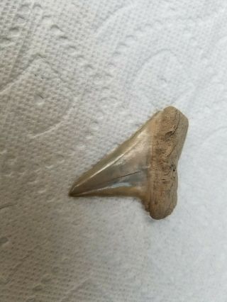 Large Wide Lee Creek Mako Fossil Shark Tooth Not Megalodon