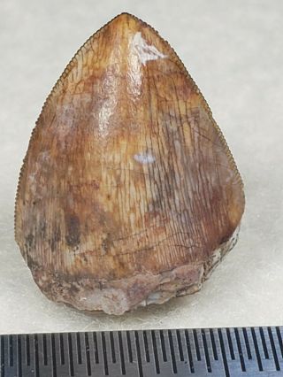 Colorful Triassic Phytosaur Tooth From Texas
