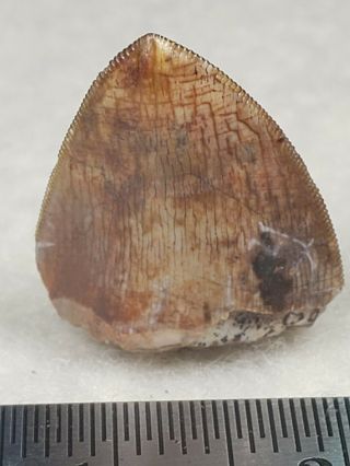 Colorful Triassic Phytosaur Tooth from Texas 3