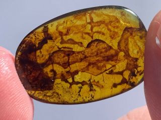 1.  24g Unknown Items Burmite Myanmar Burmese Amber Insect Fossil Dinosaur Age