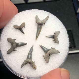 15 Mc) 6 Eocene Fossil Shark Teeth From Muddy Creek,  Virginia.  Nanjemoy Fm