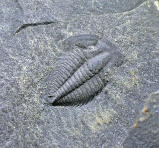 Uncommon Malungia Laevigata Trilobite Fossil Early Cambrian Maotianshan Shales