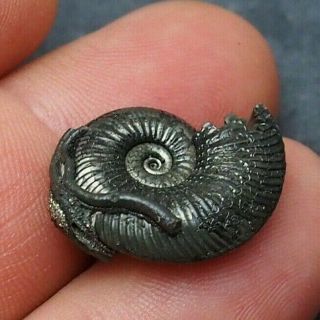 23mm Quenstedtoceras Pyrite Ammonite Fossils Callovian Fossilien Russia