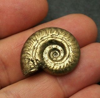 28mm Hildoceras Ammonite Pyrite Mineral Fossil Fossilien Ammoniten France