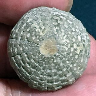 18mm Brown Gray White Natural Indonesia Echinoid Fossil Sea Urchin Jurassic Age
