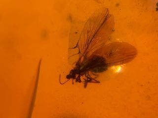 Neuroptera Coniopterygidae lacewings Burmite Myanmar Burmese Amber insect fossil 2