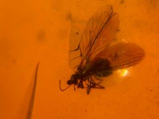 Neuroptera Coniopterygidae lacewings Burmite Myanmar Burmese Amber insect fossil 4