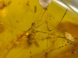 Unknown Bug On Spider Web Burmite Myanmar Burma Amber Insect Fossil Dinosaur Age