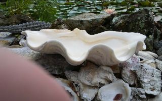 Giant Clam Shell With Big Ruffles And Sealife