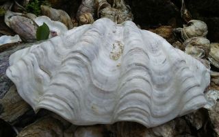 Giant Clam Shell with BIG Ruffles and Sealife 2