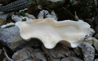 Giant Clam Shell with BIG Ruffles and Sealife 3