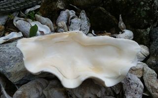 Giant Clam Shell with BIG Ruffles and Sealife 4
