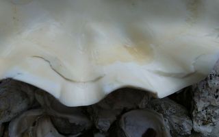 Giant Clam Shell with BIG Ruffles and Sealife 5