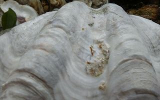 Giant Clam Shell with BIG Ruffles and Sealife 7