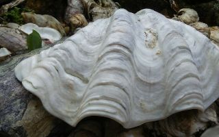 Giant Clam Shell with BIG Ruffles and Sealife 8
