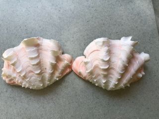 5” Tridacna Squanosa Ruffled Clam Shell