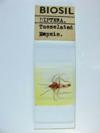 Vintage Microscope Slide By Biosil.  Diptera.  Tasselated Empsis.