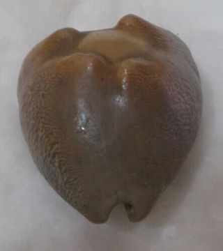 SHELL Cypraea (Barycypraea) caputviperae 42.  65mm 2