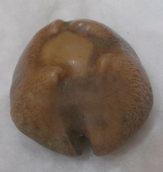 SHELL Cypraea (Barycypraea) caputviperae 42.  65mm 3