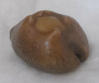 SHELL Cypraea (Barycypraea) caputviperae 42.  65mm 4