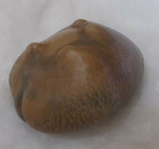 SHELL Cypraea (Barycypraea) caputviperae 42.  65mm 5