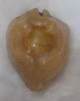 Shell Cypraea (barycypraea) Caputviperae 45.  95mm