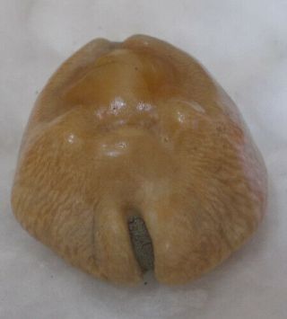 SHELL Cypraea (Barycypraea) caputviperae 45.  95MM 2