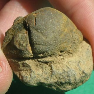 Very Rare Trilobite fossil Cephalon Vogesina aspera 2