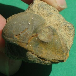 Very Rare Trilobite fossil Cephalon Vogesina aspera 3