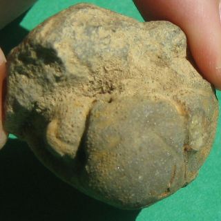 Very Rare Trilobite fossil Cephalon Vogesina aspera 4