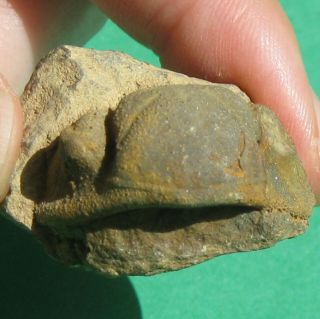 Very Rare Trilobite fossil Cephalon Vogesina aspera 5