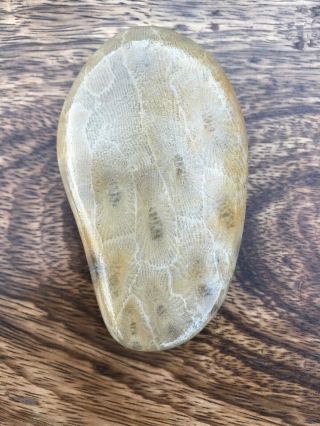 Fossil Petoskey Stone 2