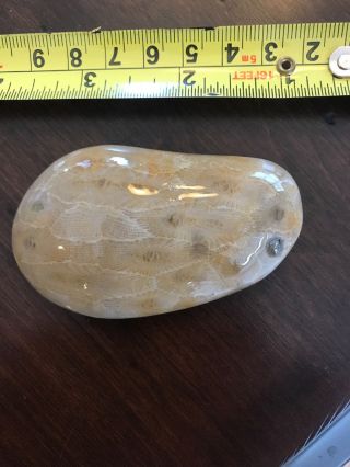 Fossil Petoskey Stone 3