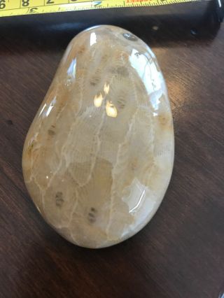 Fossil Petoskey Stone 4