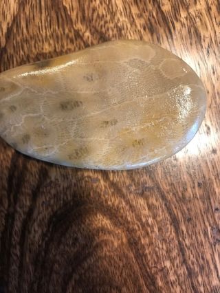 Fossil Petoskey Stone 5