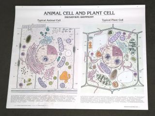 Vintage Denoyer - Geppert Biology Wall Chart 1911 - Animal And Plant Cell