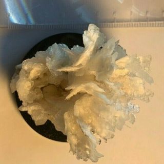 specimen of flowering Calcite Kelly Mine Socorro County Mexico 4