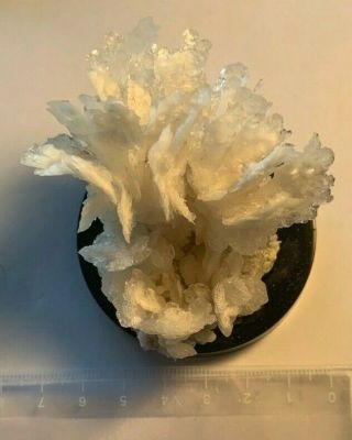 specimen of flowering Calcite Kelly Mine Socorro County Mexico 5