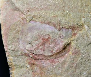Tuzoia Tylodesa Arthropod Fossil Guanshan Biota,  Lower Cambrian,  China