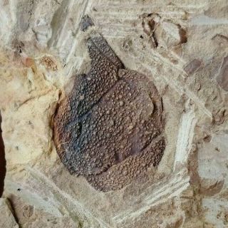 Rare Unknown Trilobite Fossil,  Cambrian Jingxi,  Guangxi,  China Ag81