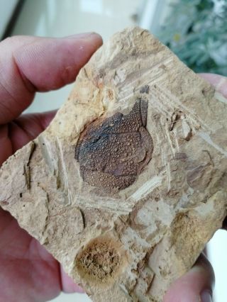Rare Unknown trilobite fossil,  Cambrian Jingxi,  Guangxi,  China AG81 2