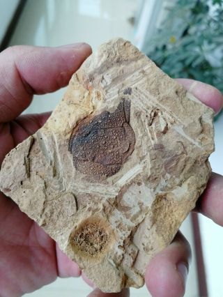 Rare Unknown trilobite fossil,  Cambrian Jingxi,  Guangxi,  China AG81 3
