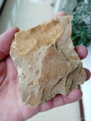Rare Unknown trilobite fossil,  Cambrian Jingxi,  Guangxi,  China AG81 4
