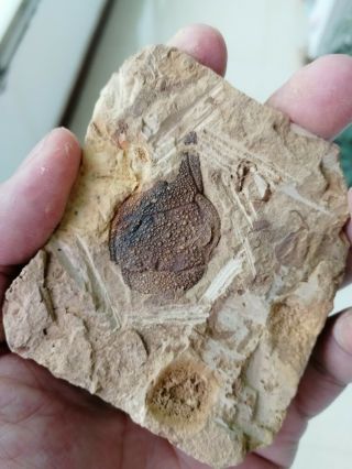 Rare Unknown trilobite fossil,  Cambrian Jingxi,  Guangxi,  China AG81 5