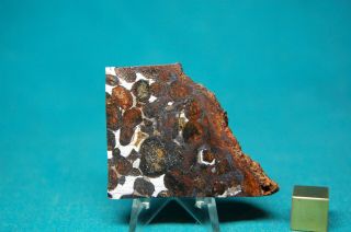 Sericho Pallasite meteorite 39.  9 grams 2