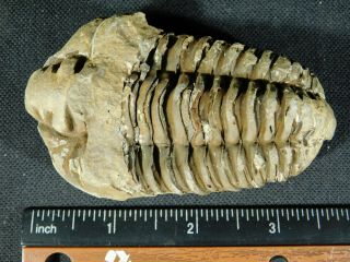 A Big Natural Flexicalymene sp.  Trilobite Fossil Found in Morocco 139gr e 2